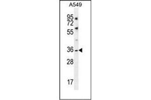 Western blot analysis of KCNK1 Antibody (C-term) in A549 cell line lysates (35ug/lane). (KCNK1 antibody  (C-Term))