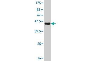 Western Blot detection against Immunogen (37. (PKC alpha antibody  (AA 563-672))