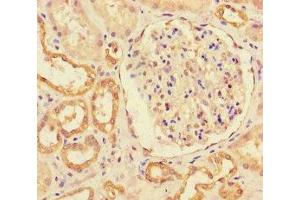 Immunohistochemistry of paraffin-embedded human kidney tissue using ABIN7151063 at dilution of 1:100 (MIB1 antibody  (AA 5-332))