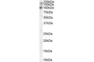 ABIN185041 staining (0. (MYRIP antibody  (C-Term))