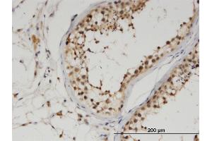 Immunoperoxidase of monoclonal antibody to UBA6 on formalin-fixed paraffin-embedded human testis. (UBA6 antibody  (AA 962-1051))