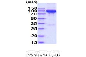 SDS-PAGE (SDS) image for Semaphorin 7A, GPI Membrane Anchor (John Milton Hagen Blood Group) (SEMA7A) (AA 45-648) protein (hIgG-His-tag) (ABIN6388152)