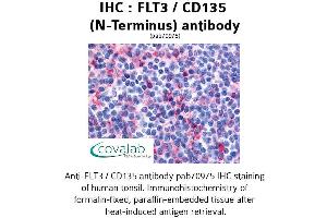 Image no. 1 for anti-Fms-Related tyrosine Kinase 3 (FLT3) (N-Term) antibody (ABIN1734381) (FLT3 antibody  (N-Term))