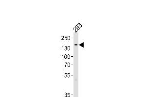TSC2 Antibody (Center /) (ABIN1881946 and ABIN2838963) western blot analysis in 293 cell line lysates (35 μg/lane). (Tuberin antibody  (AA 1397-1426))