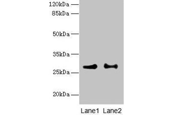 PTPLB anticorps  (AA 7-41)