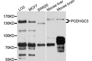 Western blot analysis of extracts of various cell lines, using PCDHGC3 antibody (ABIN4904702) at 1:1000 dilution. (Protocadherin gamma Subfamily C, 3 (PCDHGC3) antibody)