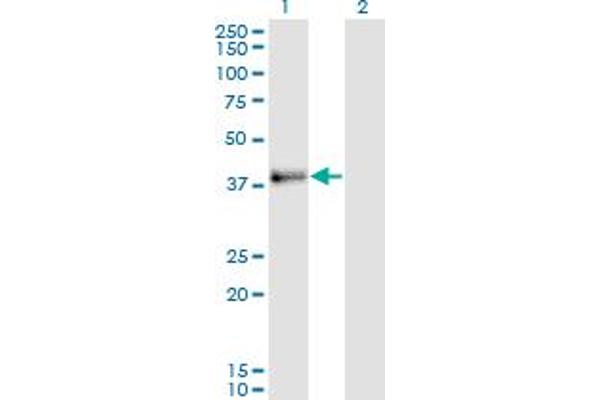 JAM2 antibody  (AA 29-298)