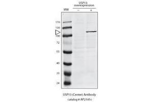 Detection of USP13 in HeLa cells expressing exogenous USP13 by anti-USP13 Pab. (USP13 antibody  (N-Term))