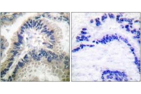 GUCYB antibody  (AA 10-59)