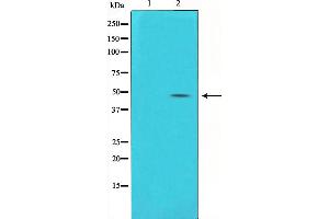 Western blot analysis on HuvEc cell lysate using Connexin 43 Antibody,The lane on the left is treated with the antigen-specific peptide.