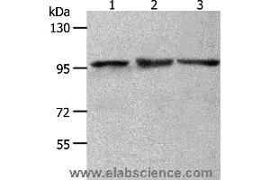 Western blot analysis of NIH/3T3, Hela and K562 cell, using MCM4 Polyclonal Antibody at dilution of 1:700