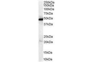 Image no. 1 for anti-N-Myc Downstream Regulated 1 (NDRG1) (C-Term) antibody (ABIN374281) (NDRG1 antibody  (C-Term))