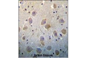 PTN Antibody (N-term) (ABIN392210 and ABIN2841908) immunohistochemistry analysis in formalin fixed and paraffin embedded human brain tissue followed by peroxidase conjugation of the secondary antibody and DAB staining. (Pleiotrophin antibody  (N-Term))
