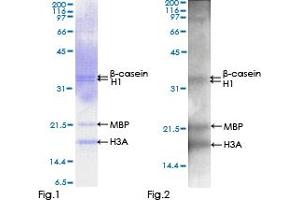 Western Blotting (WB) image for Receptor-Interacting serine-threonine Kinase 3 (RIPK3) (AA 1-518) protein (GST tag) (ABIN1318116) (RIPK3 Protein (AA 1-518) (GST tag))