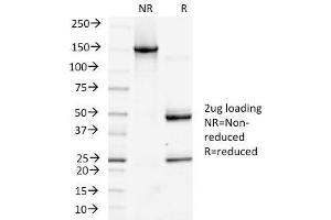 SDS-PAGE Analysis Purified Podoplanin-Monospecific Mouse Monoclonal Antibody (PDPN/1433). (Podoplanin antibody  (AA 24-126))