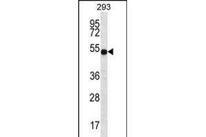 ATP6V1B1 Antibody (C-term) (ABIN656224 and ABIN2845541) western blot analysis in 293 cell line lysates (35 μg/lane). (ATP6V1B1 antibody  (C-Term))