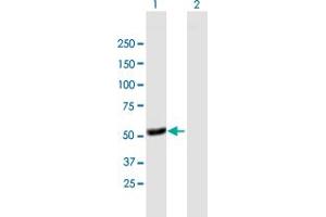 Western Blot analysis of TFDP1 expression in transfected 293T cell line by TFDP1 MaxPab polyclonal antibody. (DP1 antibody  (AA 1-410))