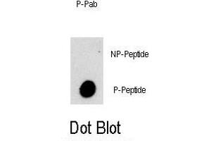 Dot blot analysis of Phospho-PI3KC3- Antibody (ABIN389756 and ABIN2839682) on nitrocellulose membrane. (PIK3C3 antibody  (pSer282))