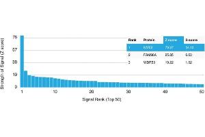 Analysis of Protein Array containing more than 19,000 full-length human proteins using NME2 / nm23-H2 / NDPK-B Monoclonal Antibody (CPTC-NME2-2). (NME2 antibody)