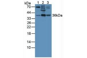 Figure. (Annexin A3 antibody  (AA 190-312))