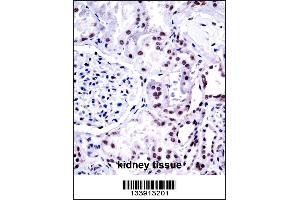 NONO Antibody immunohistochemistry analysis in formalin fixed and paraffin embedded human kidney tissue followed by peroxidase conjugation of the secondary antibody and DAB staining. (NONO antibody  (N-Term))