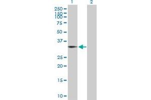 Western Blot analysis of BIN1 expression in transfected 293T cell line by BIN1 MaxPab polyclonal antibody. (BIN1 antibody  (AA 1-482))