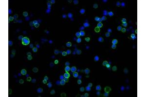 Immunofluorescence (IF) image for anti-Protein tyrosine Phosphatase, Receptor Type, C (PTPRC) (AA 24-575) antibody (ABIN7167502)