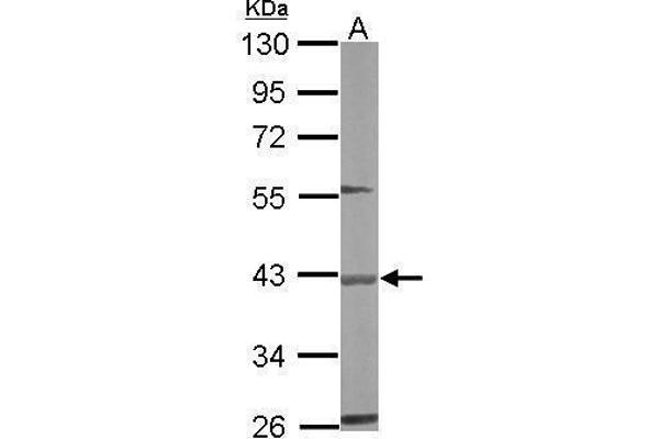 BBOX1 antibody  (Center)