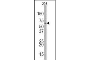 Western blot analysis of anti-EZH1 Antibody (Center) (ABIN389082 and ABIN2839279) in 293 cell line lysates (35 μg/lane). (EZH1 antibody  (AA 393-422))