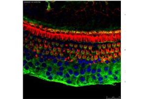 organ of Corti (ATF4 antibody)