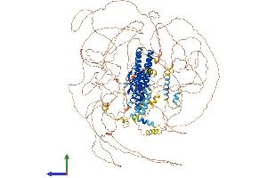 AlphaFold protein structure predicition of Mouse Recombinant Shroom2 Protein, UniprotID A2ALU4