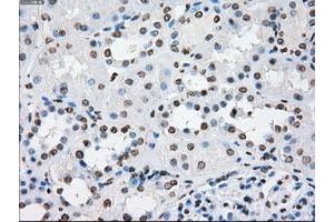 Image no. 3 for anti-P450 (Cytochrome) Oxidoreductase (POR) antibody (ABIN1497746) (POR antibody)