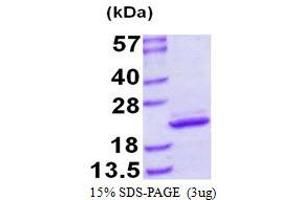 Image no. 1 for Myosin, Light Chain 12B, Regulatory (MYL12B) protein (His tag) (ABIN1098301) (MYL12B Protein (His tag))
