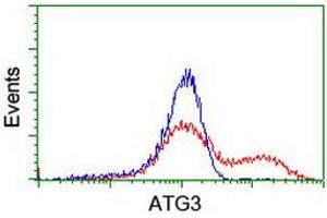 HEK293T cells transfected with either RC203453 overexpress plasmid (Red) or empty vector control plasmid (Blue) were immunostained by anti-ATG3 antibody (ABIN2454919), and then analyzed by flow cytometry. (ATG3 antibody)