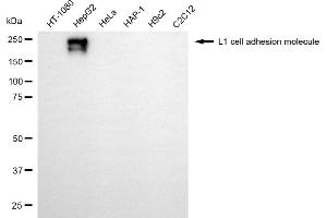 Western blotting analysis using L1 cell adhesion molecule antibody (ABIN7799218).