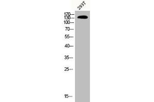 Western Blot analysis of 293T cells using Phospho-PLC β3 (S537) Polyclonal Antibody (PLCB3 antibody  (pSer537))