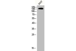 Western Blot analysis of 293T cells using Phospho-PLC β3 (S537) Polyclonal Antibody