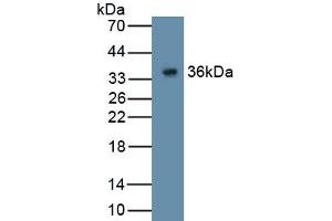 Detection of Recombinant GPC4, Human using Polyclonal Antibody to Glypican 4 (GPC4) (GPC4 antibody  (AA 261-527))