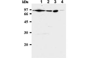 Western Blotting (WB) image for anti-Minichromosome Maintenance Complex Component 7 (MCM7) antibody (ABIN487308) (MCM7 antibody)