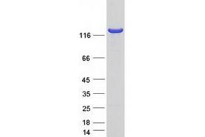 OPLAH Protein (Myc-DYKDDDDK Tag)