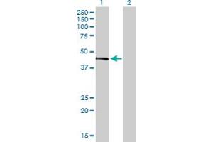 Western Blot analysis of JUNB expression in transfected 293T cell line by JUNB MaxPab polyclonal antibody. (JunB antibody  (AA 1-347))
