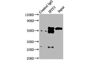 Western Blotting (WB) image for anti-Interferon-Induced Protein with Tetratricopeptide Repeats 3 (IFIT3) (AA 1-490) antibody (ABIN7156671)