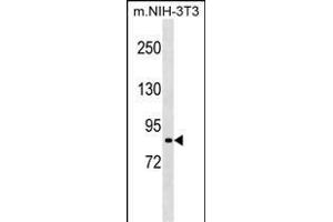 Mouse Rps6ka2 Antibody (N-term) (ABIN1539159 and ABIN2849052) western blot analysis in mouse NIH-3T3 cell line lysates (35 μg/lane). (RPS6KA2 antibody  (N-Term))