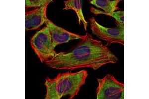 Immunofluorescence (IF) image for anti-Neurofilament, Light Polypeptide (NEFL) antibody (ABIN1108416) (NEFL antibody)