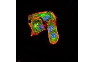 Immunofluorescence analysis of Hela cells using CSF3 mouse mAb (green). (G-CSF antibody  (AA 1-207))