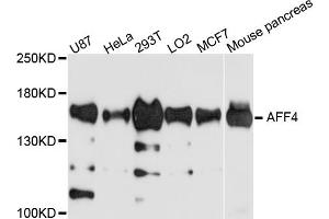 Western blot analysis of extracts of various cell lines, using AFF4 antibody (ABIN5972662) at 1/1000 dilution. (AFF4 antibody)
