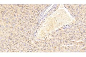 Detection of SAA2 in Mouse Liver Tissue using Polyclonal Antibody to Serum Amyloid A2 (SAA2) (SAA2 antibody  (AA 20-122))