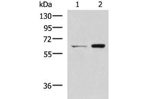 Western blot analysis of HT-29 and Lovo cell lysates using CGAS Polyclonal Antibody at dilution of 1:400 (C6orf150 antibody)