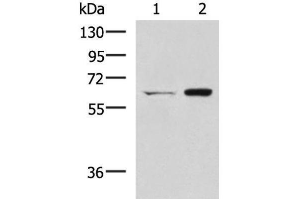 C6orf150 anticorps