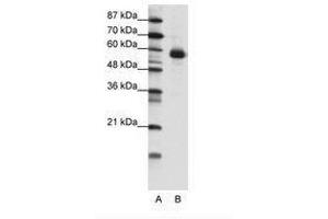 Image no. 1 for anti-Nuclear Factor, Interleukin 3 Regulated (NFIL3) (N-Term) antibody (ABIN202578) (NFIL3 antibody  (N-Term))